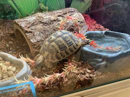 Meet box turtles in nm. A Good Boy I Found In My Local Petsmart Turtle