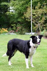What Is A Smooth Coated Border Collie Short Haired Border Collie Collie Breeds Border Collie