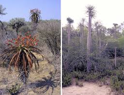 Image result for Hyperacanthus microphyllus