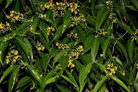 Image result for Secamone