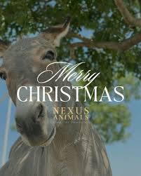 Meet the Team: Rita Hoch, CEO & Founder of Nexus Animals 💙 Rita Hoch  founded Nexus Equine in 2016 with a passionate mission to reduce the number  of at-risk horses through education,