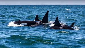Wohne ja in deutschland :) am besten nicht amerika oder australien oder so. Vor Spanischer Kuste Aggressive Orcas Greifen Boote An Forscher Stehen Vor Einem Ratsel Svz De