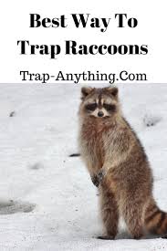 Get Rid Of Raccoons