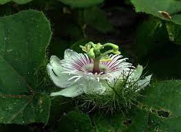 Passiflora Foetida Passionflower 3rd Of 3 Photos Passion Flower Flower Arrangements Passiflora