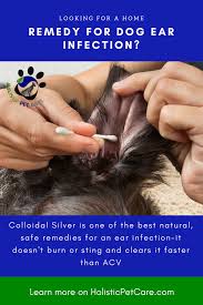 Pin On Colloidal Silver For Dogs