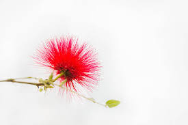 Image result for Calliandra tweedii