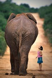 One Morning I Shot An Elephant In My Pajamas Movie Pin On My Elephants