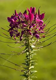 Image result for Cleome spinosa