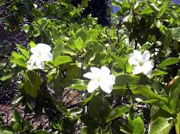 Image result for Gardenia resinifera