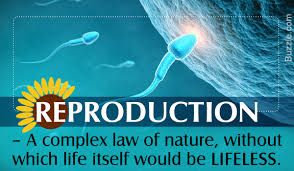 The production of a new organism from a single parent. Asexual Reproduction In Plants Biology Wise