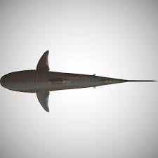 Tiger Shark 3d Model In 2020 3d Model Shark Tiger Shark