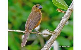 Image result for Morinda angolensis