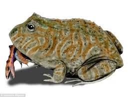 Kodok Setan Ini Pernah Hidup Di Muka Bumi Mongabay Co Id Buaya, quoll (sejenis hewan berkantung), dan beberapa spesies kadal telah punah di daerah tertentu akibat memangsa. mongabay