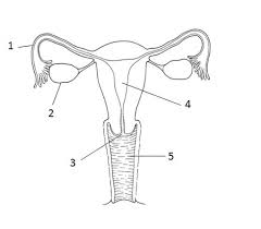 Printable reproductive system diagrams with female and male organs described.study these reproductive diagrams and we also provide a chlamydia diagram to give you a brief insight of the disease. Female Reproductive System Diagram Quizlet