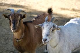 scapegoat Archives | Hoshana Rabbah BlogHoshana Rabbah Blog