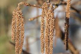 hazelnuts pollination