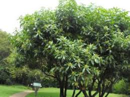 Image result for Heterotis canescens