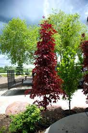 Its moderate growth rate makes it ideal for narrow streets and smaller yards. Image Result For Crimson Sentry Maple Fall Plants Cool Plants Plants
