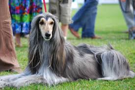 The Afghan Hound Afghan Hound Hound Dog Best Dog Breeds
