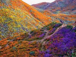 Maybe you would like to learn more about one of these? In Photos California S Wildflower Super Bloom Can Be Seen From Space
