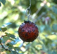 Branches have elongated white fluffy areas on them. Have A Ball Stopping The Apple Maggot Laidback Gardener