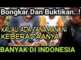Anto Al Hikmah Youtube Kutipan Agama Petunjuk Perbudakan