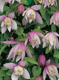 Clematis Pink Flamingo N A In Australia Backyard Flowers Beds Backyard Flowers Clematis