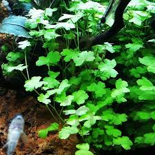 Image result for Hydrocotyle