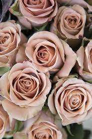 Peach Roses In 2020 Rose Peach Roses Blush Flowers