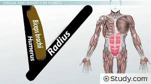 What Is The Muscular System Function How Muscles Work In Groups