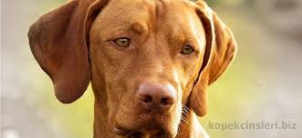 Pin On Vizsla