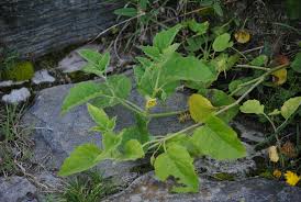 Image result for Physalis viscosa