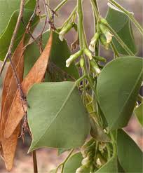 Image result for Dalbergia sissoo