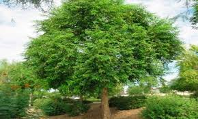 Image result for Grewia arborea