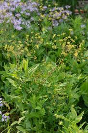 Image result for Pimpinella trifurcata