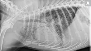 Lung cancer (adenocarcinoma) average cost. Common Pulmonary Diseases In Dogs Clinician S Brief