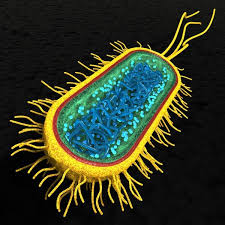 Bacteria 3d Models For Download Turbosquid Cell Model 3d Model Cell Structure