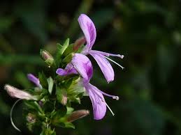 Image result for Dicliptera