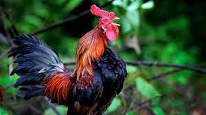 Menjadi pribadi yang rendah hati di dalam masyarakat pasti akan menimbulkan rasa simpati kepada diri anda. 24 Arti Mimpi Jual Daging Ayam Pictures Sipeti