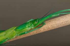 Image result for Mostuea batesii