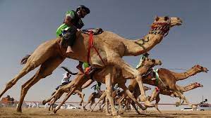 The heritage sport of camel racing is a drawcard for both locals and visitors. Jockeys Compete In Camel Race In Uae Cgtn