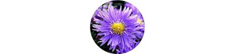 Purple and white flowers names and pictures. 62 Types Of Purple Flowers