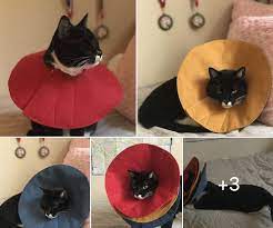 Pin On Chat Cat Katze