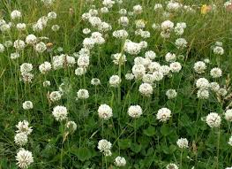 Image result for Trifolium