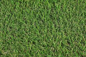 Zeon Zoysia Best Sod Grass In Texas Tri Tex Grass Grass Type Artificial Grass Turf Installation