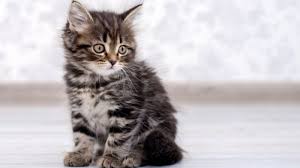 Maybe you would like to learn more about one of these? Arti Mimpi Tentang Kucing Burung Lebah Dan Gajah