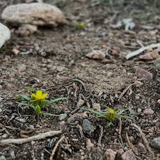 Image result for Renealmia susanneae-katziae