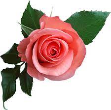 Pin On Roses Ref