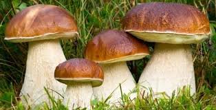 Die pilze sind dann durchnässt, wodurch ihre haltbarkeit verringert wird. Pilze Sammeln