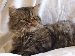 Pumi Yim Yuvama Kavusmak Tek Dilegim Istanbul Kedi Istanbul Oglanlar